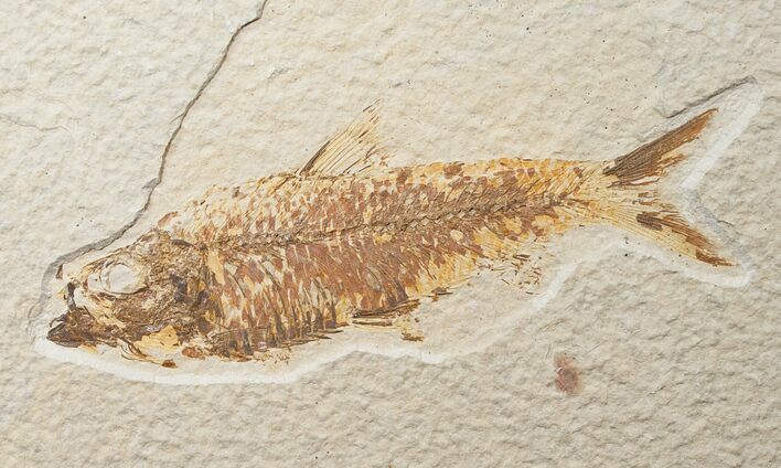 Bargain Knightia Fossil Fish - Wyoming #16475